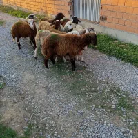 ده راس توقلی جنس خوب ماده|حیوانات مزرعه|سیمین شهر, |دیوار