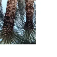 قطع و هرس درخت و نخل و دراوردن دمیت و پاجوش|خدمات باغبانی و درختکاری|برازجان, |دیوار