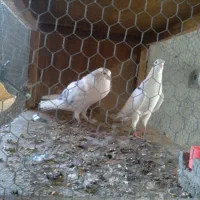 بیست جفت کبوتر دهن جور