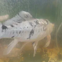 ماهی کوی|ماهی|سلمانشهر, |دیوار