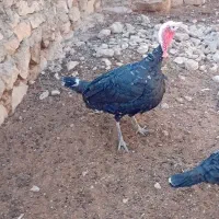 بوقلمون زنده|حیوانات مزرعه|کوهدشت, |دیوار