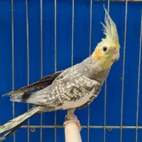 عروس هلندی مرواریدی نر مست|پرنده|شیراز, قلعه نو|دیوار