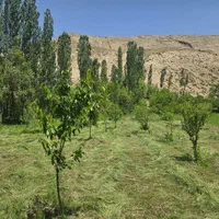 فروش زمین ۱۴۵۰ متری در فیروزکوه شهر ارجمند|فروش زمین و ملک کلنگی|تهران, هاشم‌آباد|دیوار