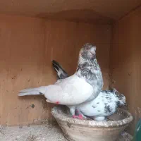 ی جفت کبوتره خوب و سالم نسل دار