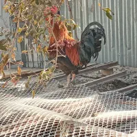 ۳عدد خروس بسیار سالم