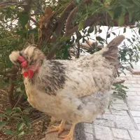 تعدادی مرغ و خروس نژاد دار