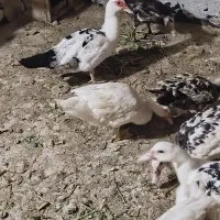 اردک روسی بالغ ونیمچه|حیوانات مزرعه|بندر امام خمینی, |دیوار