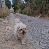 شپیتزو