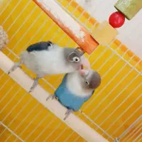 کوتوله برزیلی