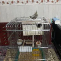 پرندگان|پرنده|یزد, |دیوار