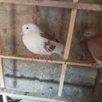 کبوتر،کفتر فروشی|پرنده|چهاردانگه (تهران), |دیوار