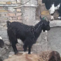 بز با بزقاله بزقاله نر دوماهه بز هم شکم اول