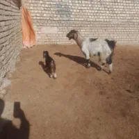 بز بزقاله دار|حیوانات مزرعه|بجنورد, |دیوار