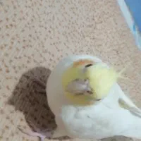 عروس هلندی گم شده