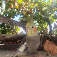 عروس هلندی گم شده