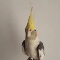 عروس هلندی معاوضه با ۴۰ کیلو گندم