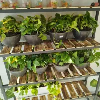 گیاهان آپارتمانی