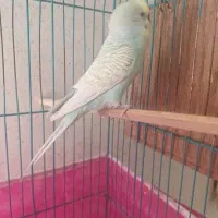 یک جفت مرغ عشق مولد