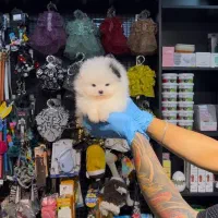 توله پامرانین خرسی|سگ|اصفهان, شمس آباد|دیوار