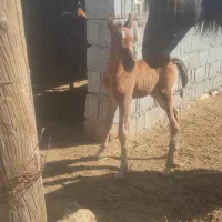 فروش اسب دو نشون