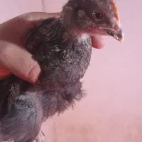 مجموعه جوجه گلپاکرمان(هوتک).جوجه محلی گلپایگانی