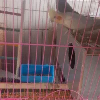 عروس هلندی  تعداد۲  تخم گذار