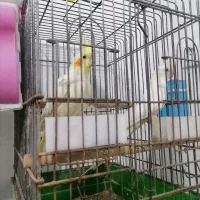 عروس هلندی جفتی مولد|پرنده|شیراز, باغ تخت|دیوار