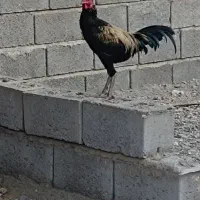 خروس معاوضه با مرغ