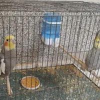 عروس هلندی جفت دستی|پرنده|زارچ, |دیوار