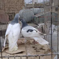 کبوتر۱۷تا شهرستانی زاغ آ چادری))چت باز شد قیمت۱۹۵
