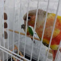 گرینچیک|پرنده|باقرشهر, |دیوار