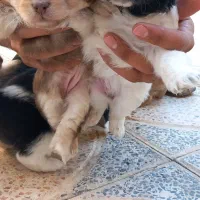 توله سگ پاکوتاه|سگ|گلپایگان, |دیوار