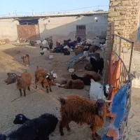 بزغاله