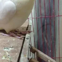 پرنده|پرنده|ایذه, |دیوار