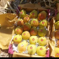 سیب|خوردنی و آشامیدنی|سیلوانه, |دیوار