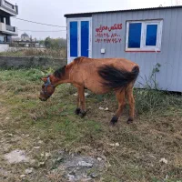 فروش مادیان ابستن|حیوانات مزرعه|شیرود, |دیوار