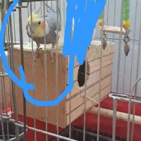 عروس هلندی گم شده