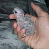 طوطی گرینچیک مولد|پرنده|خوی, |دیوار