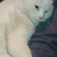 گربه خانگی نژاد پرشین ۷ماهه|گربه|یاسوج, |دیوار