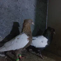 تعدادی کبوتر