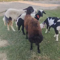 توقلی  نر قوچی. چاق.