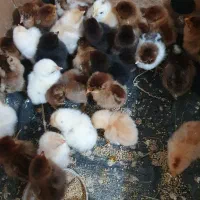 فروش جوجه محلی چن روزه و جوجه اردک خارجی. بابلکنار
