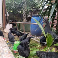 ایام سمانی|حیوانات مزرعه|کتالم و سادات شهر, |دیوار