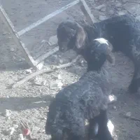 بره شیری دوعدد یکی نر یکی ماده سالم سرحال