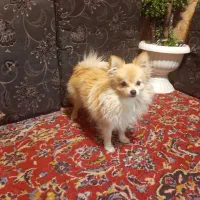 سلام یک سگ پامو نر