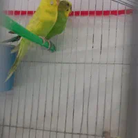 جفت مرغ عشق روی تخم