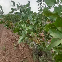 باغ پسته 12ساله