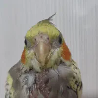 گمشده  گمشده|حیوانات|بندر ماهشهر, |دیوار