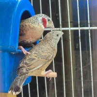 فنچ|پرنده|صفادشت, |دیوار