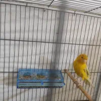 سهره قناری|پرنده|محمدیه-قزوین, |دیوار